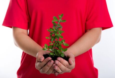 A imagem mostra uma pessoa segurando uma pequena planta em suas mãos. A planta está dentro de um pedaço de terra que é mantido nas mãos da pessoa. Ela usa uma camisa vermelha e tem as mãos sujas de terra, indicando que esteve mexendo no solo. A planta tem folhas pequenas e verdejantes, e o fundo da imagem é branco, destacando tanto a pessoa quanto a planta que ela segura.