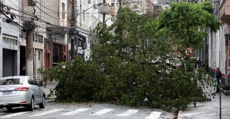 Imagem de uma arvore caido no meio da rua em uma cidade