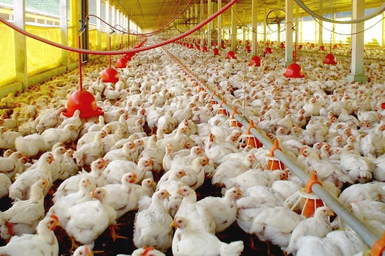 Produtores de frangos e tilápias registram prejuízos com os constantes apagões no Paraná